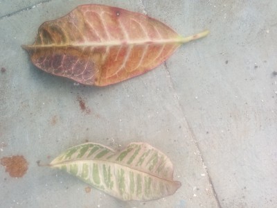 Dried Leaves - 2