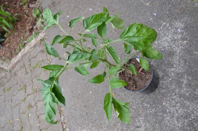 Image00019.jpg
