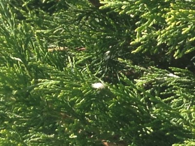 Larvae in bush