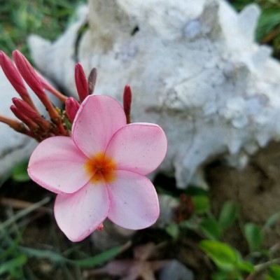 Pink plumeria