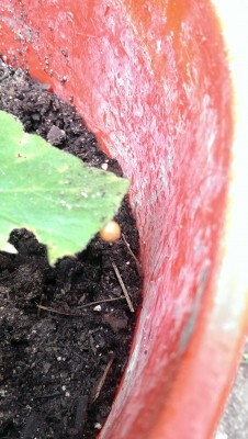 Orange orb on damaged leaf