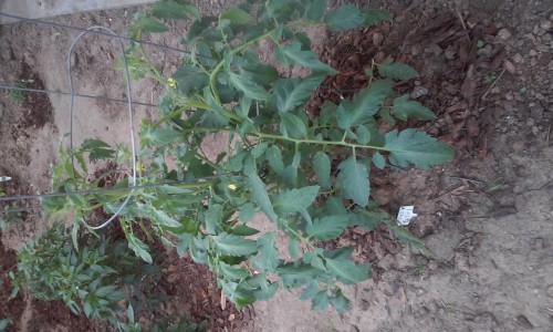 early girl with peppers in background