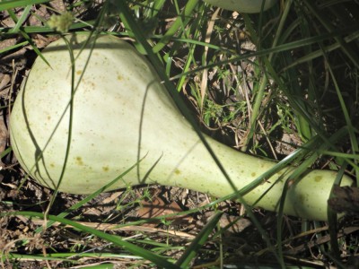 Here is one of the gourds currently growing.