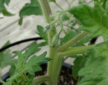 tomato blooming.jpg