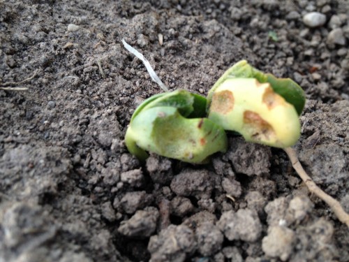 sprouting soybeans