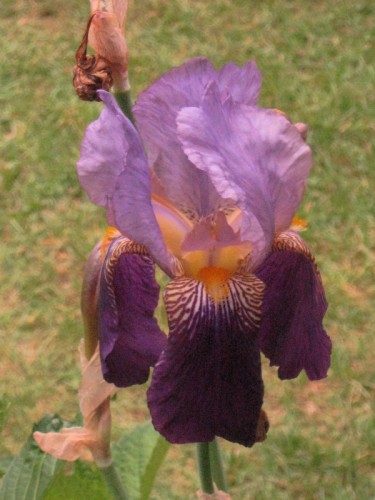 Iris2.JPG