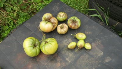 Tomato problems 002.jpg