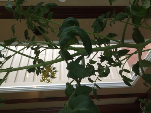 Curling of upper leaves and yellow flowers