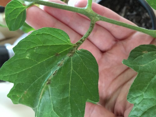 Black spotting on branches and veins