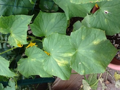 Starts like this on cucumber plants. This is a new one  in a container. I planted since the other wasn't doing so good.