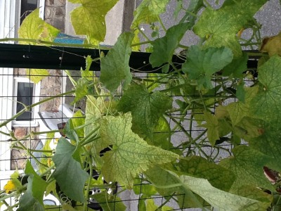 Main cucumber plant it started with.