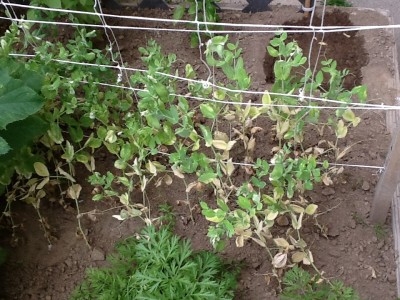 Peas. Second planting that got like this.