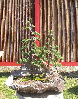 Root on rock Juniper.jpg