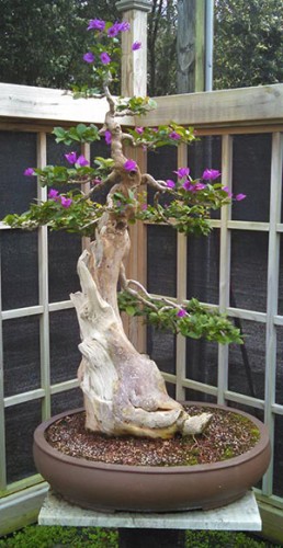 Bougainvillea progression...