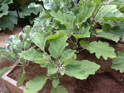 Eggplant looks good but I'm concerned.