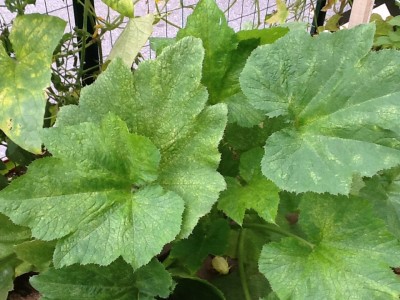 Summer squash was starting to make fruit but they turned funky