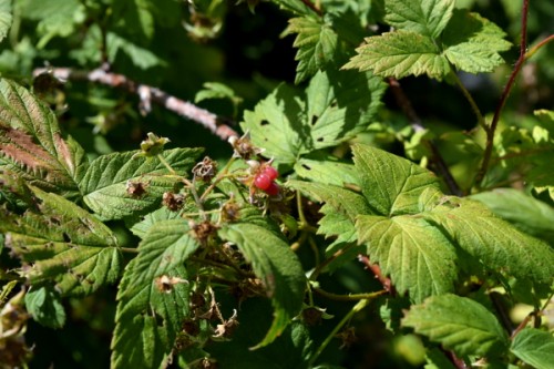 Picture of the plants.