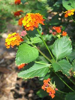 lantana flower.jpg