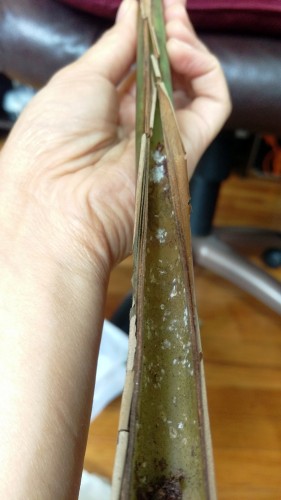 One of the highly infected stalks that I removed