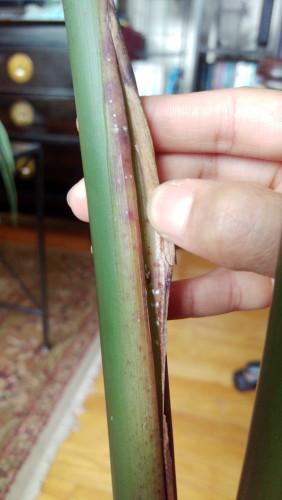 Behind the purple-ing stalk is mold