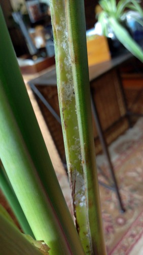 I don't think I removed this stalk. I just wiped off the mildew and applied neem oil