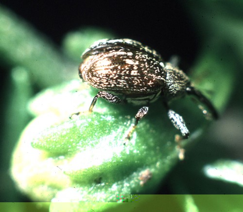 https://www.ent.uga.edu/veg/solanaceous/pepperweevil.htm