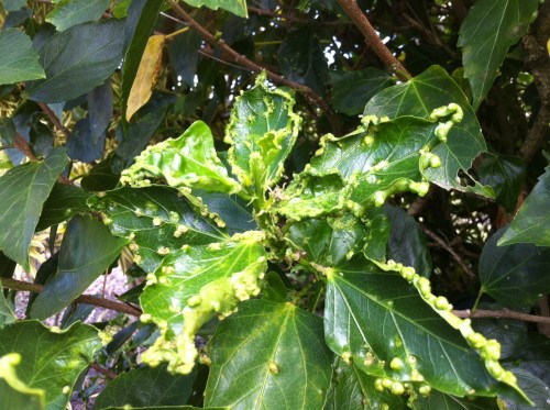 Galls on hibiscus leaves caused by hibiscus erineum mites