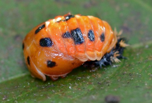 Ladybug_pupa_20150109.jpg