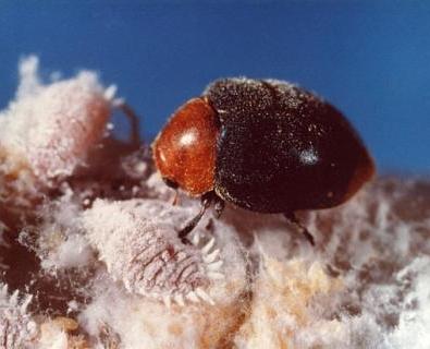 mealybug-destroyer.jpg