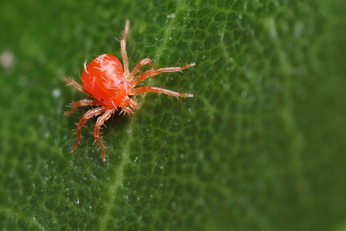 Most mites are not visible without magnification . They are actually tiny spiders and not insects so they are not that easy to control.  They are carried in dust on the wind so they make their appearance in the hot dusty days of summer.  They have many predators but severe infestations can still occur especially on drought stressed plants.  Most of the time, the best control is a good long heavy rain.