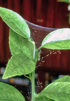 On severely infested plants webbing is a sure sign of  spider mites.