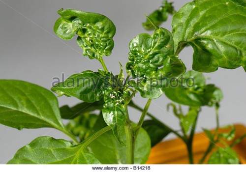 Twisted, and deformed pepper leaves can be caused by cyclamen mites, aphids, or viruses.   <br />Stressed plants can have multiple problems since misery often invites friends over. <br />Cyclamen mites can twist and distort leaves but you will not see the mites under the leaves without a microscope.  If the peppers look scarred with a hard netting, then it is most likely from cyclamen mites<br /><br />Aphids also cause leaves to pucker and curl.  Pepper aphids are large, but other species also attack peppes.  Aphids can be seen on th undersides of the leaves with a hand lens and the bottom of the leaves will have a sticky residue.<br /><br />Virus can also cause leaf distortion and it is hard to distinguish between virus and other problems.  There is no cure.  You would need to eliminate the other problems and if it is a virus, destroy the plant and sanitize the area.  Do not plant in the same place any susceptible plant for at least 3 years.  Aphids are often the vectors of disease.