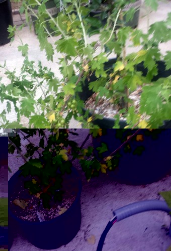 20160609_064941.jpeg