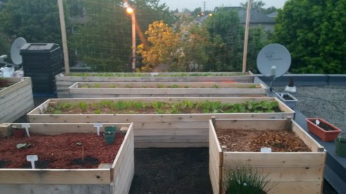 Beans in the back, zucchini and cucumber on the left, and rhubarb on the right.