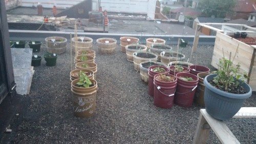 Peppers (left front), eggplant (purple bucket), tomatoes (wood bucket behind eggplant) and corn (rear)