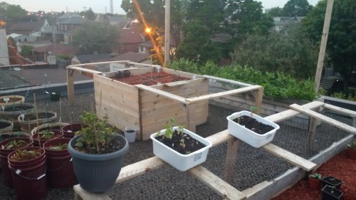 Melons (raised bed), peas (rear)