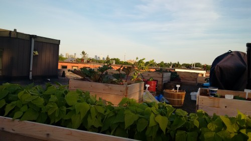 A view of my garden with the CN tower in the distance.