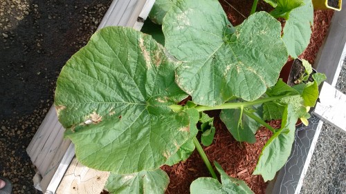 Squash leaves