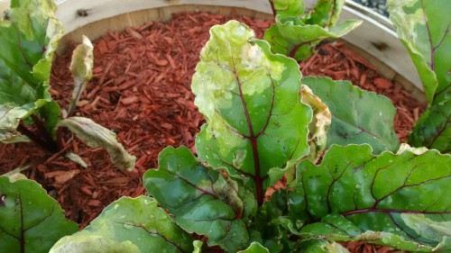 Beet leaves