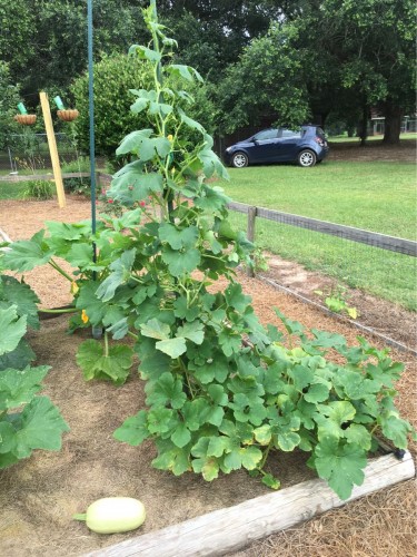 Spaghetti squash