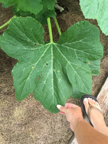 Random crookneck leaf