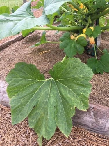 Pattypan squash