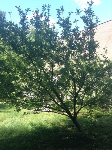 this is the tree that didn't have any apples last year
