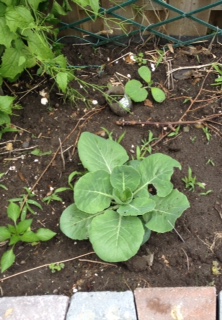 20160612 - cabbage pumpkin.jpg