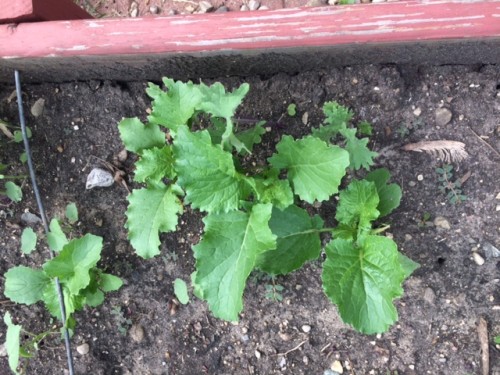 more lettuce type plants