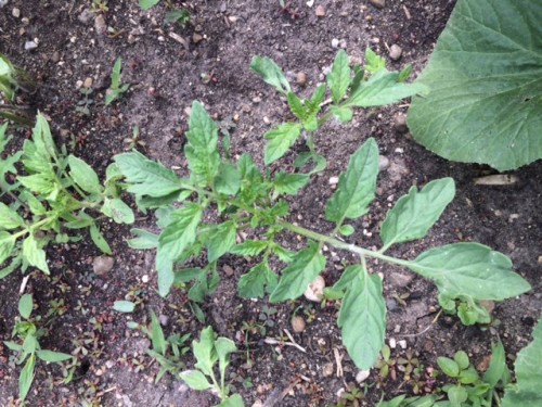 is this a tomato plant?