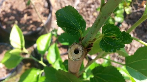 mulberry cane borer.jpg