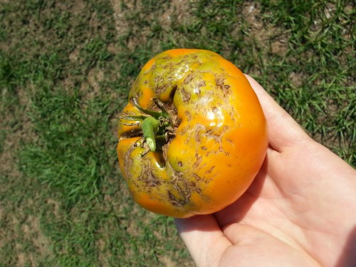 yellow beefsteak.jpg
