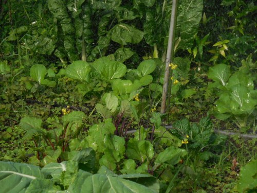 Close up of the pak choy and Swiss chard growing among the weeds