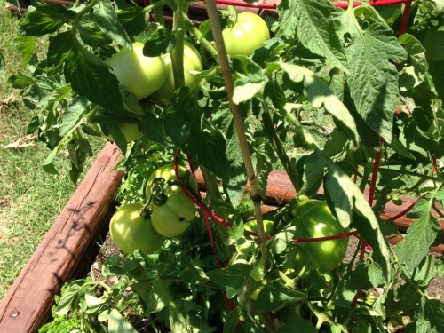 6-17-16 tomatoes2.jpg